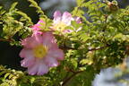 <i>Rosa hirtula</i> rose photo
