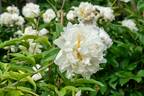 Mrs. Edward Harding peony photo