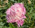 Mabel L. Franklin peony photo