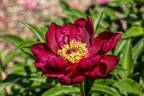 Red Goddess peony photo