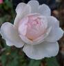 Sharifa Asma ® rose photo