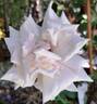 Grand Siècle® rose photo