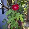 La Belle Rouge rose photo