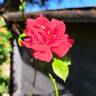 Docteur Watson rose photo