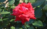Ingrid Bergman rose photo