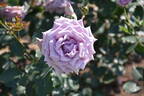 Fujimusume rose photo