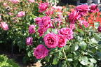 Danjiri-bayashi '02 rose photo