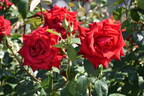 Netsujo rose photo