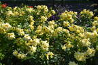 Sun Flare rose photo