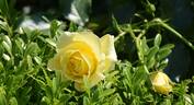 Sun Flare rose photo