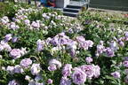 Shinoburedo rose photo