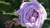 Shinoburedo rose photo