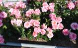 Princess Chichibu rose photo