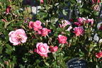 Princess Chichibu rose photo