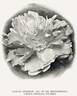 Samuel Henshaw peony photo