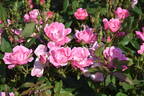 Pink Knock Out rose photo