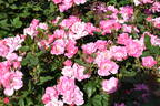 Pink Knock Out rose photo