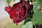 Papa Meilland ® rose photo