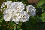 Dagmar Späth rose photo