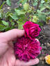 William Shakespeare ® rose photo