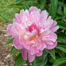 Walter Faxon peony photo
