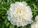 Bertrade peony photo