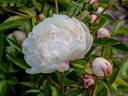 Bertrade peony photo