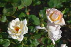 Madame Mélanie Soupert rose photo