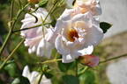 Madame Mélanie Soupert rose photo