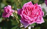 Madame Pierre Euler rose photo