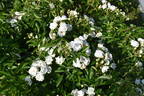 Yvonne Rabier rose photo
