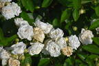 Yvonne Rabier rose photo