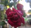 Perugino rose photo
