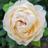 Juliette Greco ® rose photo
