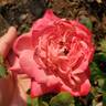 Mon Cheri ™ rose photo
