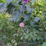 The Mill On The Floss rose photo