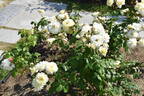Moonsprite rose photo