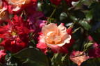 Charleston rose photo