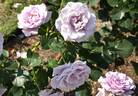 Sterling Silver rose photo