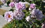 Sterling Silver rose photo