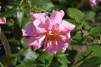 Madame Edouard Herriot rose photo