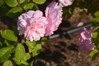 Pink Gruss an Aachen rose photo