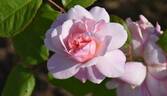 Pink Gruss an Aachen rose photo