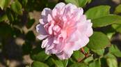 Pink Gruss an Aachen rose photo