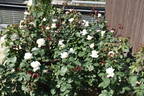 Royal Princess rose photo