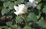 Royal Princess rose photo