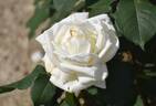 Royal Princess rose photo