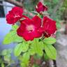 La Belle Rouge rose photo