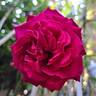 Perugino rose photo