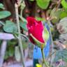 Fragrant Old Purple rose photo